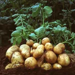 coltivare patate
