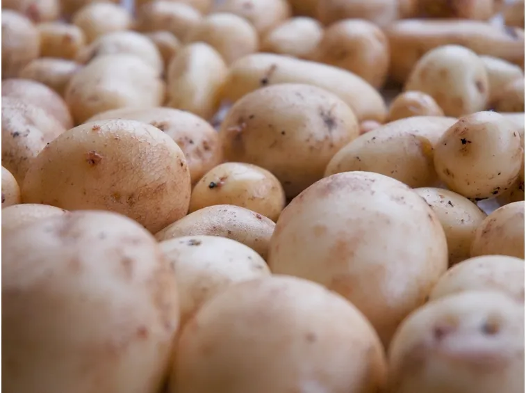 come coltivare le patate