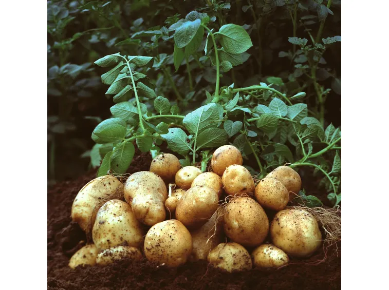 coltivare patate