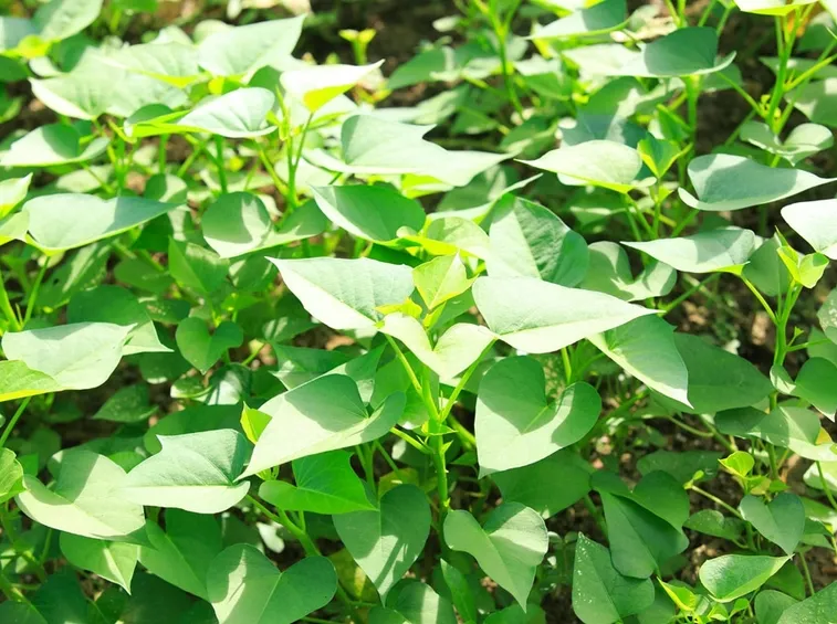 piante di patate