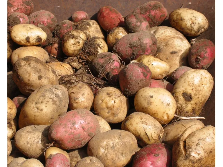 patate 