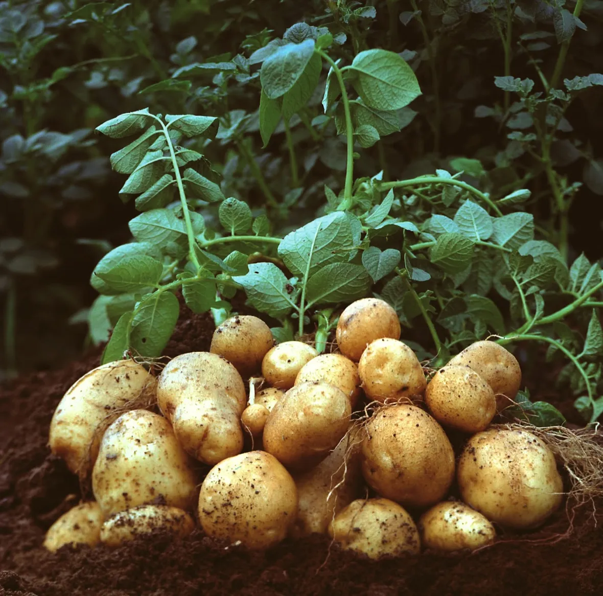 coltivare patate