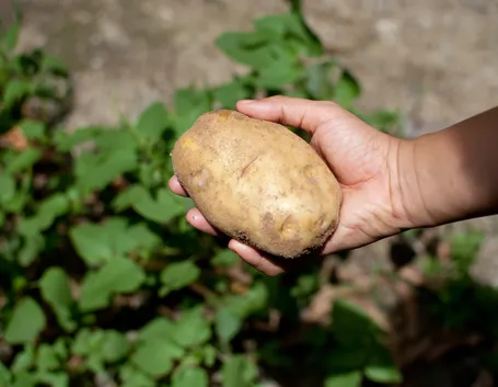 coltivare patate