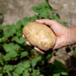 coltivare patate