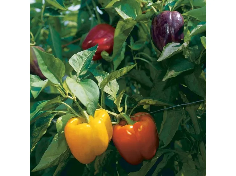 peperoni2