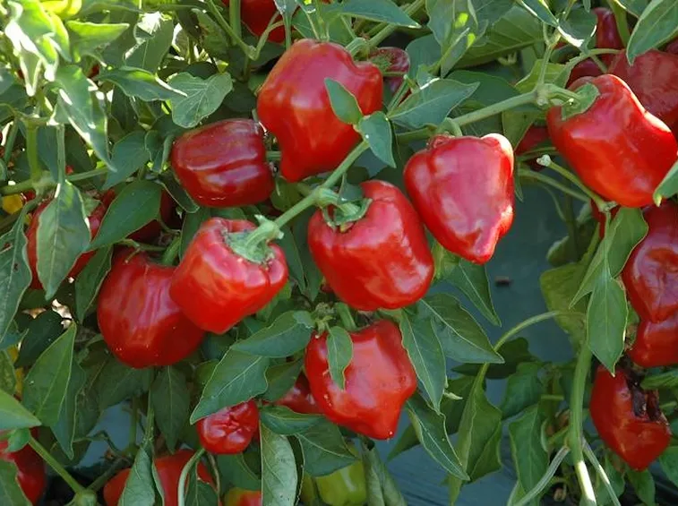 peperoni