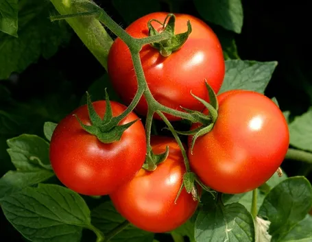 Irrigare pomodori