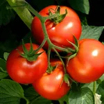 Irrigare pomodori