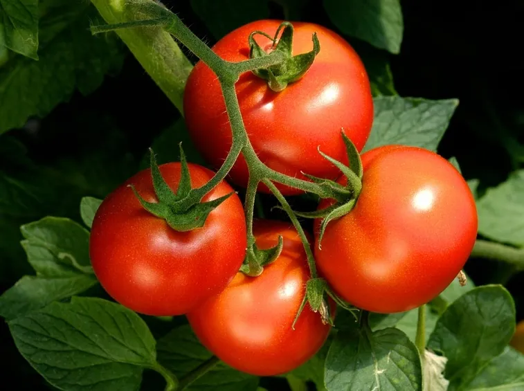 Irrigare pomodori