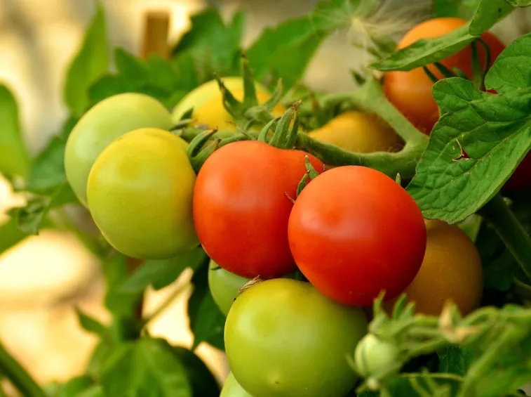 coltivare pomodori