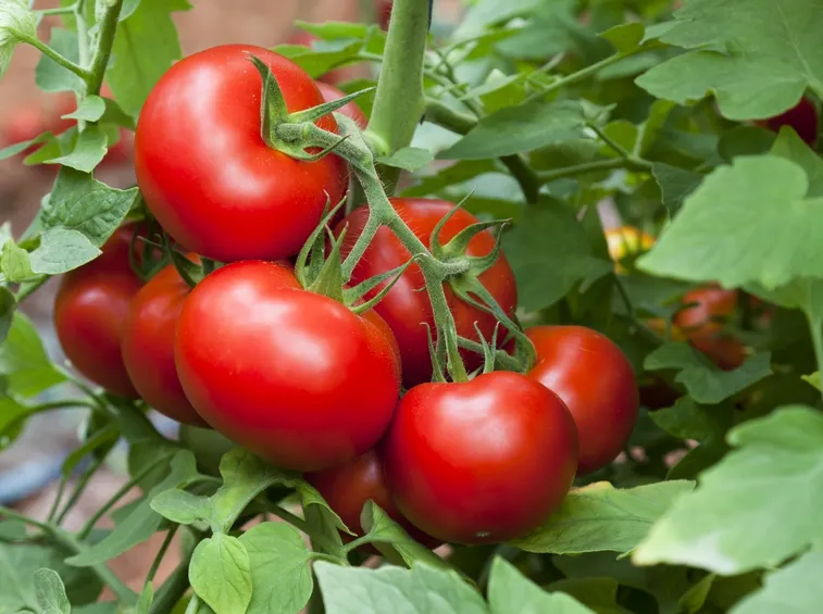 pomodori maturi