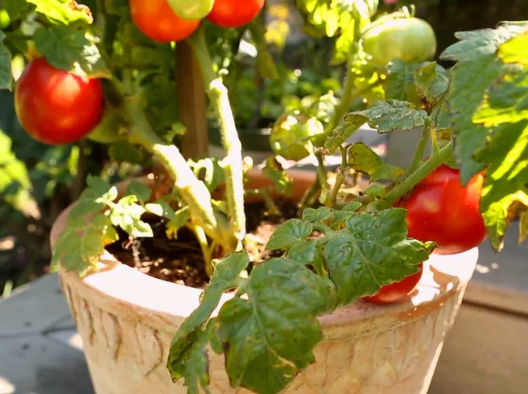 pianta pomodori