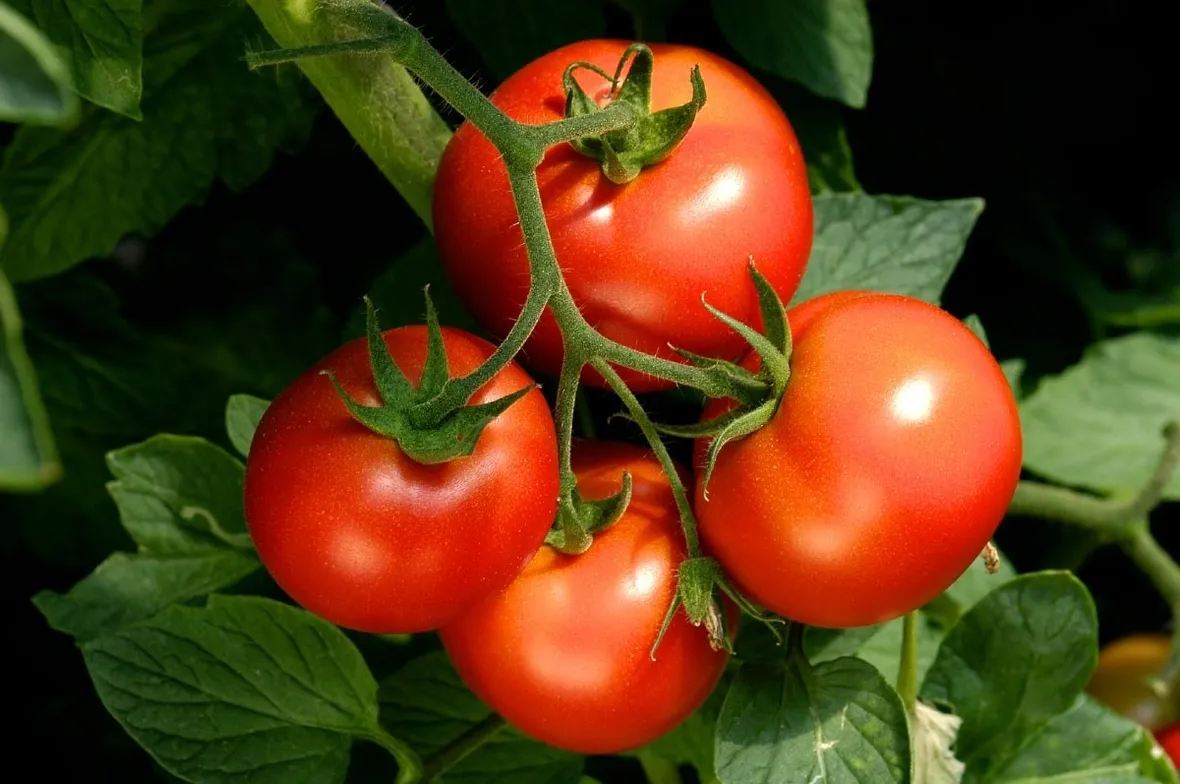 Irrigare pomodori