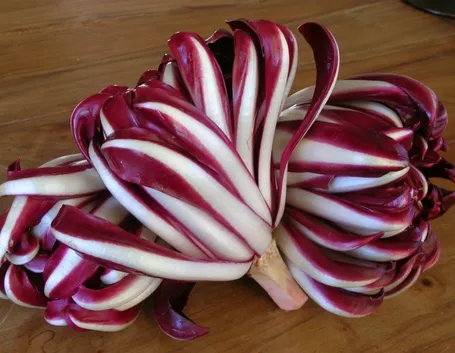 radicchio trevigiano veneto
