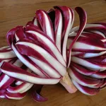radicchio trevigiano veneto