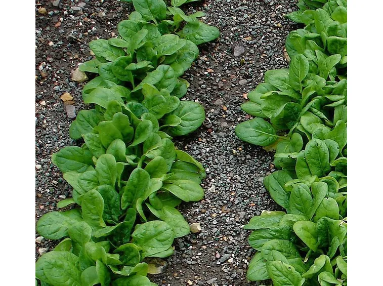 spinaci