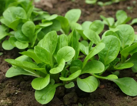 valerianella