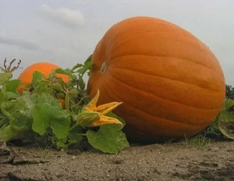 zucca