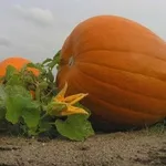 zucca