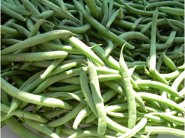 Fagiolini