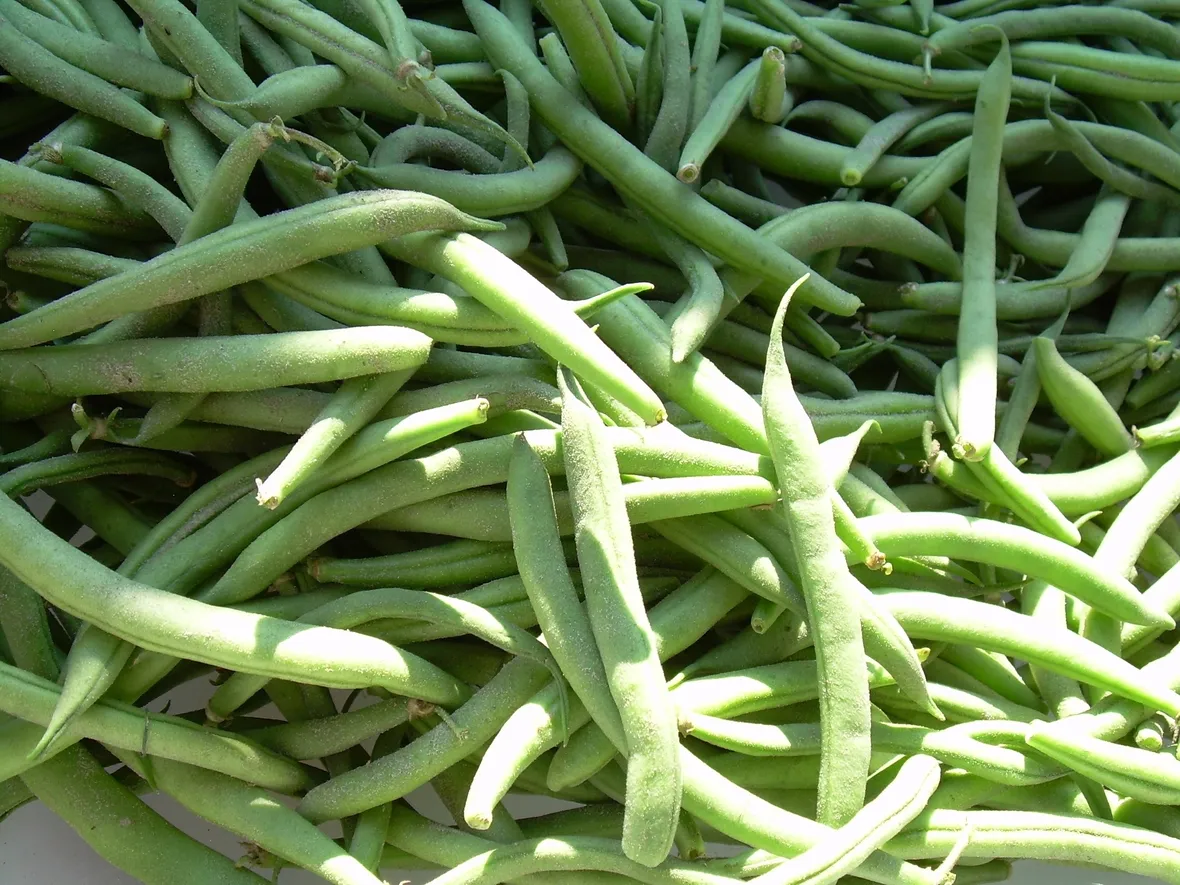 Fagiolini