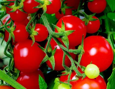 Grappolo di pomodori