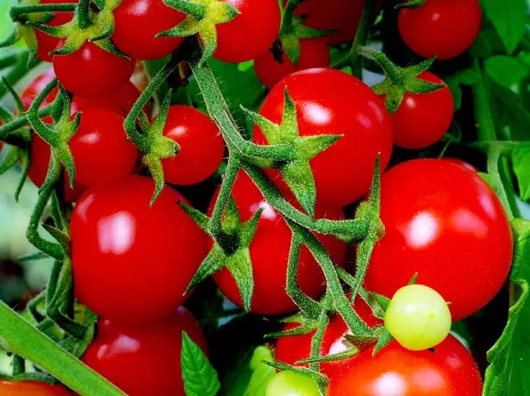 Grappolo di pomodori