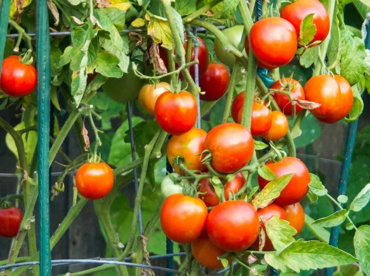 Ramo di pomodoro