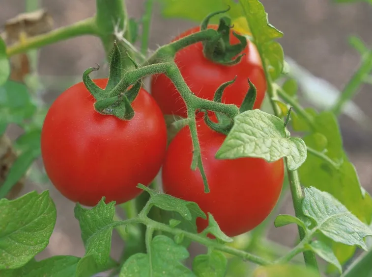 Piante di pomodori