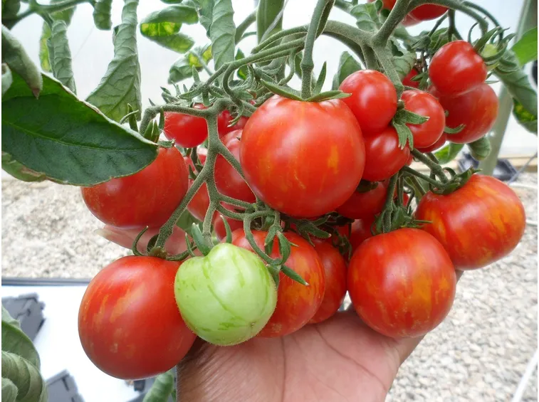 Pomodori malattia