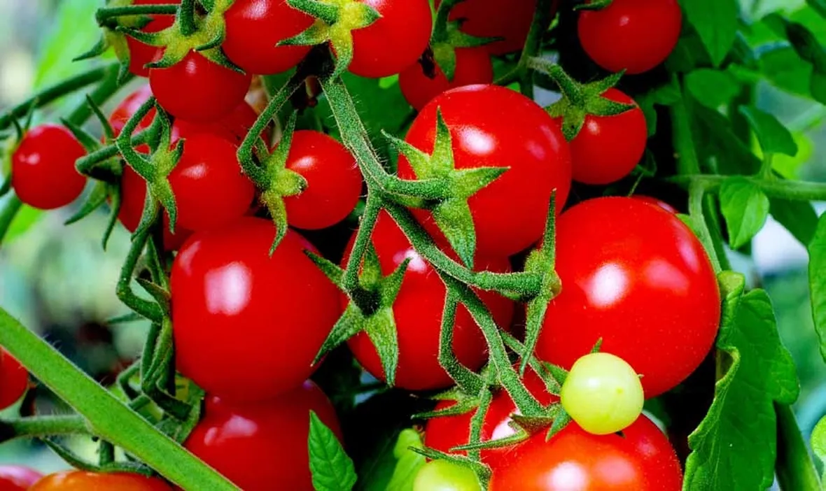 Grappolo di pomodori