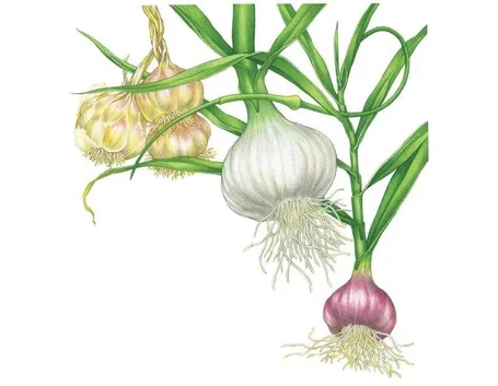 Vari tipi di aglio