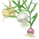 Vari tipi di aglio