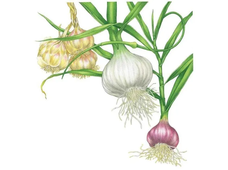 Vari tipi di aglio
