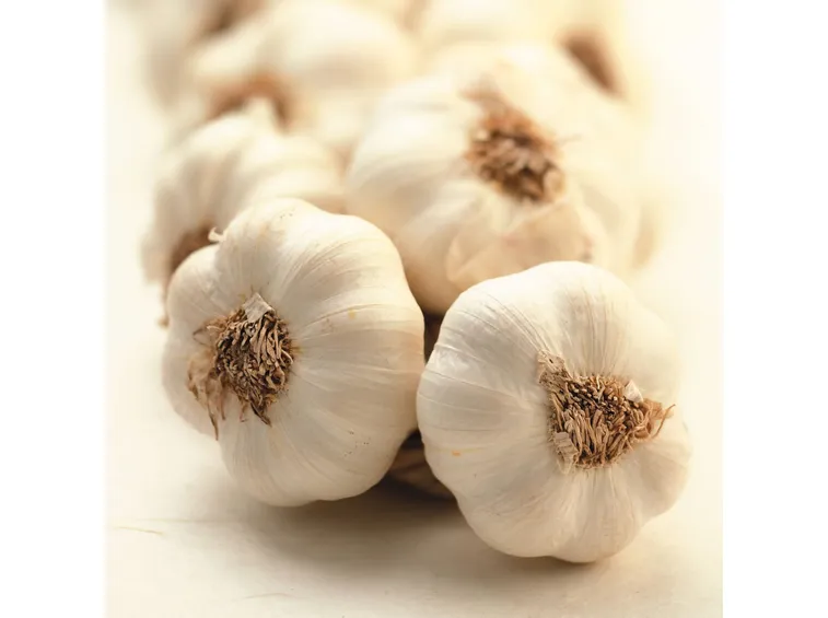 Treccia di aglio