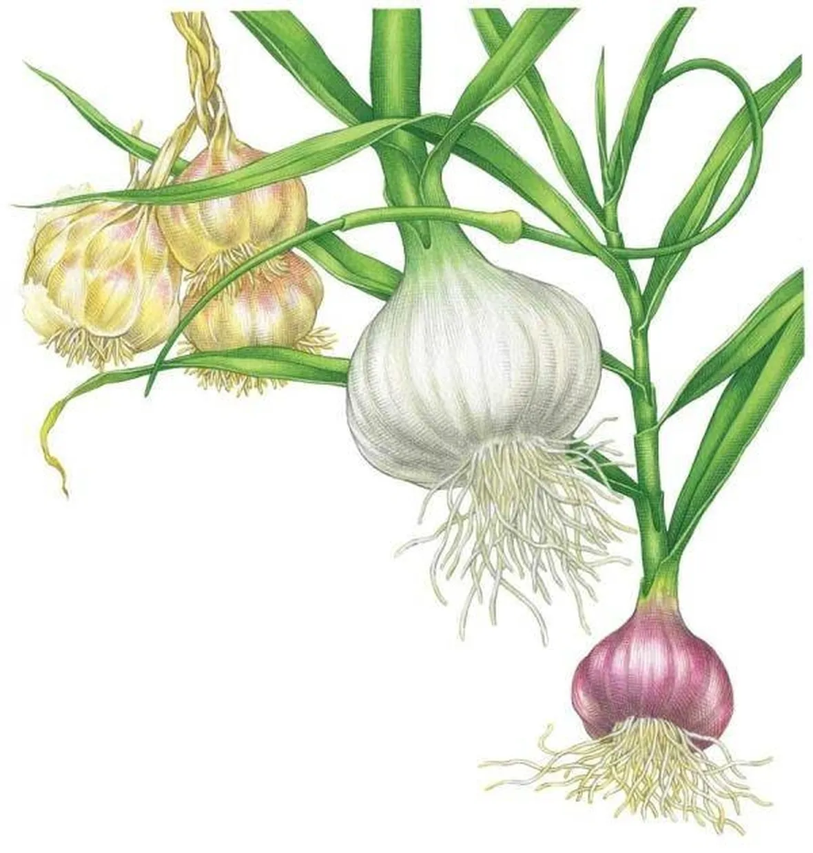 Vari tipi di aglio