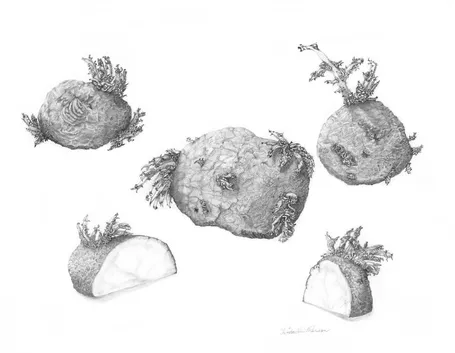 Disegno botanico di Solanum Tuberosum