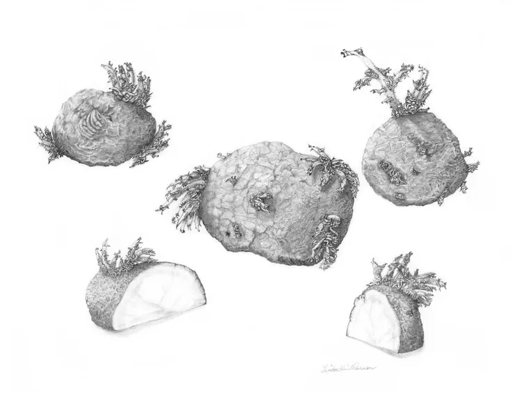 Disegno botanico di Solanum Tuberosum
