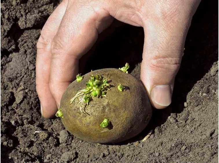 Un tubero-seme per la semina delle patate