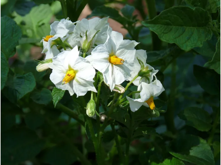 I fiori prodotti dalle piante delle patate