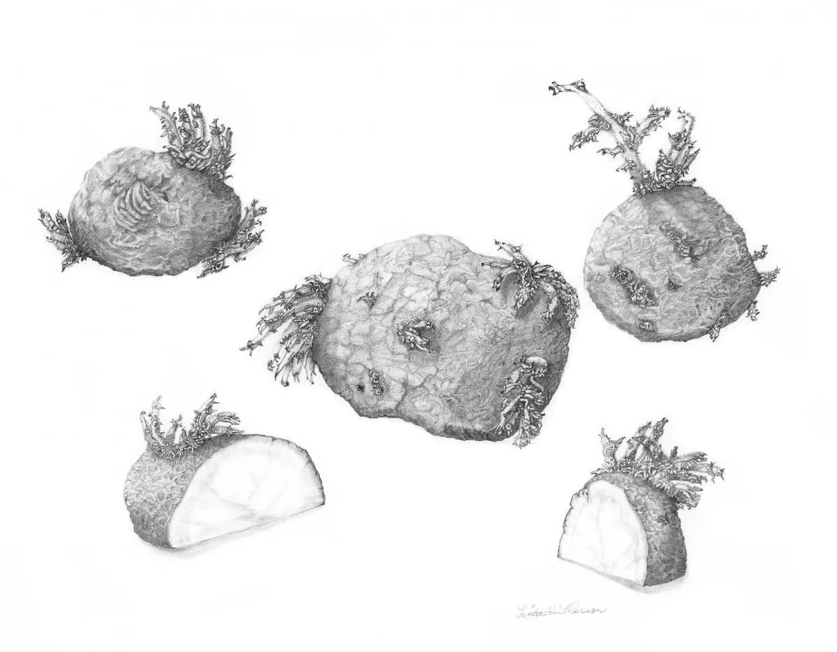 Disegno botanico di Solanum Tuberosum
