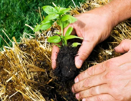 Concimazione naturale