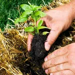 Concimazione naturale