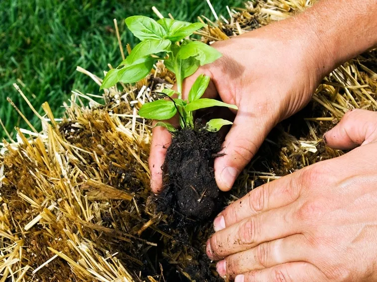 Concimazione naturale