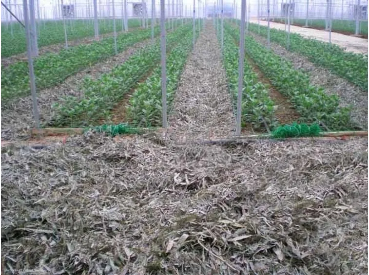 Un campo appena concimato