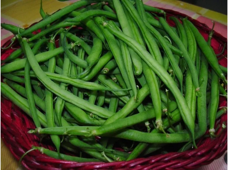 fagiolini orto in casa