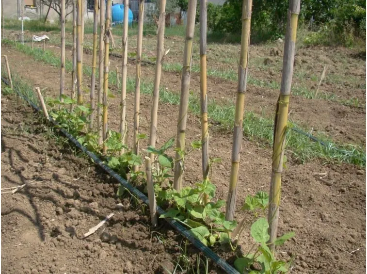 filari fagiolini rampicanti