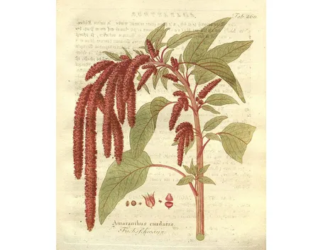 Illustrazione botanica di Amaranthus caudatus