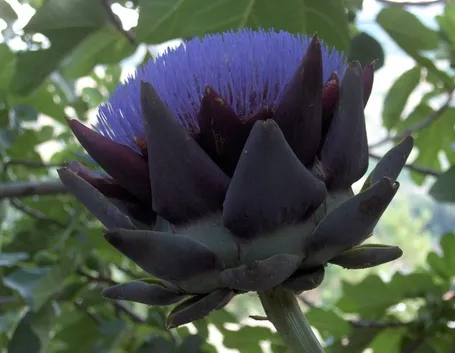 Un fiore di carciofo con la cosiddetta barba