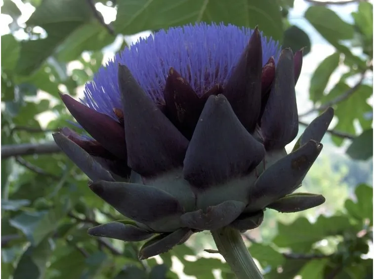 Un fiore di carciofo con la cosiddetta barba